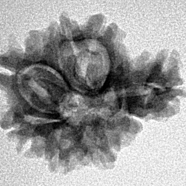 Sawar/Ganesh (7+1) 21.5mm 2.36gm - Inverse xray