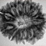 12 Mukhi Rudraksha 27.4mm 4.69gm - Inverse xray