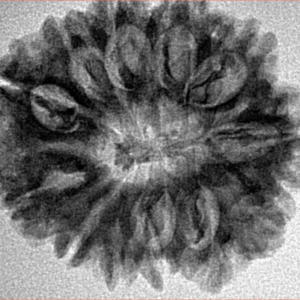 12 Mukhi Rudraksha 27.4mm 4.69gm - Inverse xray