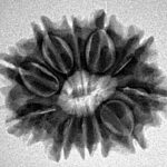 11 Mukhi Rudraksha 24.8mm 3.67gm - Inverse xray