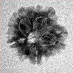 1MK(Underdeveloped) 19.5mm 2.57gm - Inverse xray