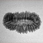 30 Mukhi Rudraksha 23.1mm 1.69gm - Inverse xray