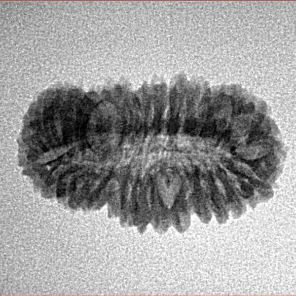 30 Mukhi Rudraksha 23.1mm 1.69gm - Inverse xray
