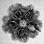 1MK(Underdeveloped) 23.3mm 4.47gm - Inverse xray