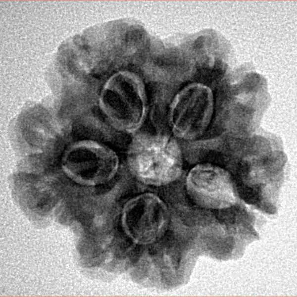 1MK(Underdeveloped) 23.3mm 4.47gm - Inverse xray