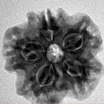 1MK(Underdeveloped) 23.2mm 4.05gm - Inverse xray