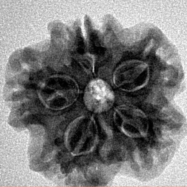 1MK(Underdeveloped) 23.2mm 4.05gm - Inverse xray