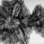 15 Mukhi Garbh Gauri 40.1mm 8.76gm - Inverse xray