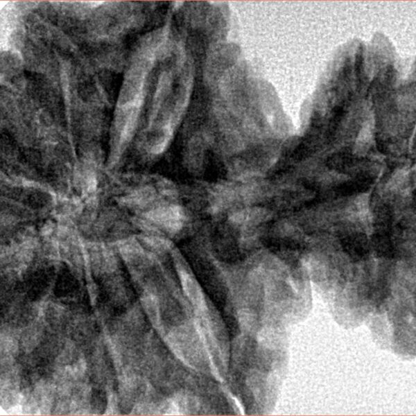 15 Mukhi Garbh Gauri 40.1mm 8.76gm - Inverse xray