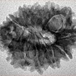 Sawar/Ganesh (11+1) 25.2mm 2.83gm - Inverse xray