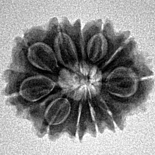 11 Mukhi Rudraksha 20.8mm 2.46gm - Inverse xray