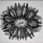 11 Mukhi Rudraksha 25mm 3.35gm - Inverse xray