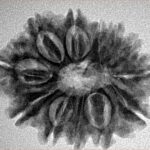 12 Mukhi Rudraksha 26.4mm 4.45gm - Inverse xray