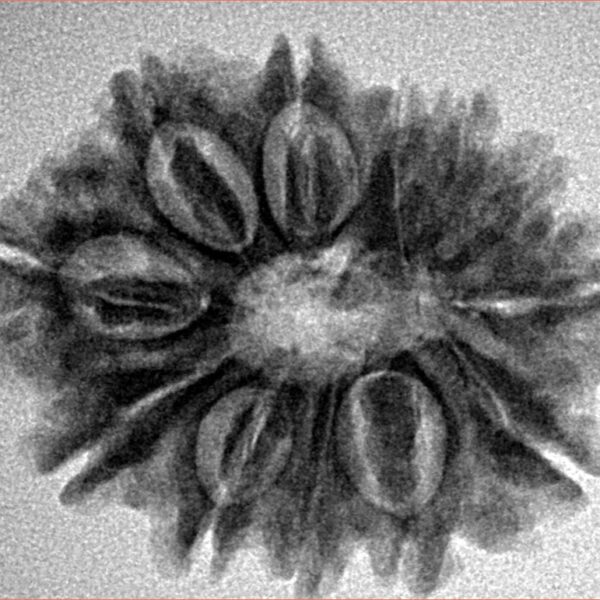 12 Mukhi Rudraksha 26.4mm 4.45gm - Inverse xray