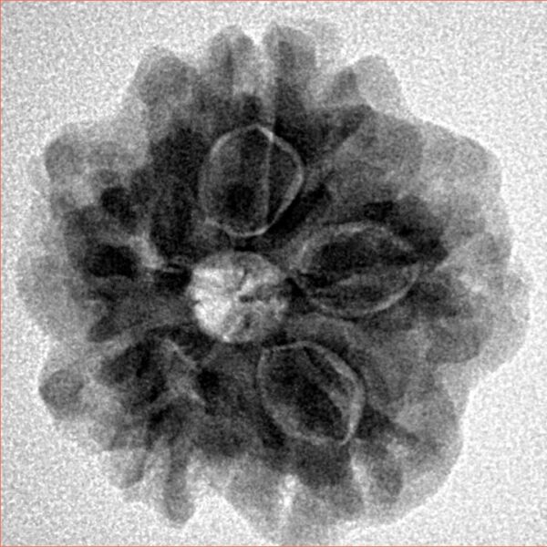 1MK(Underdeveloped) 22.3mm 3.68gm - Inverse xray