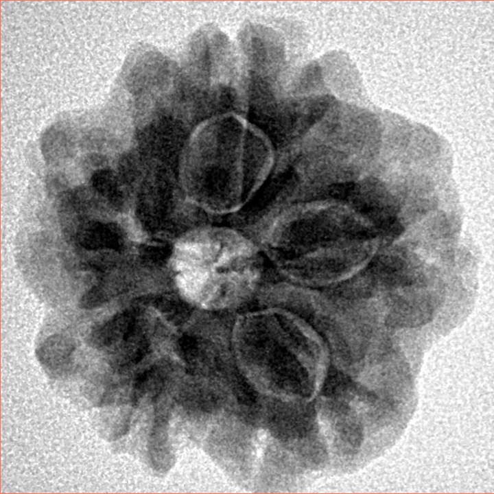 1MK(Underdeveloped) 22.3mm 3.68gm - Inverse xray
