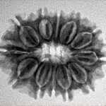 12 Mukhi Rudraksha 25.5mm 3.58gm - Inverse xray