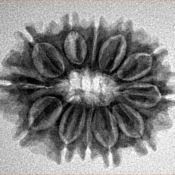 12 Mukhi Rudraksha 25.5mm 3.58gm - Inverse xray