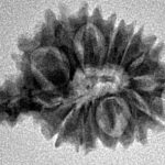 Sawar/Ganesh (14+1) 23.6mm 2.28gm - Inverse xray