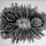 11 Mukhi Rudraksha 27.9mm 4.98gm - Inverse xray