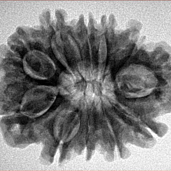 11 Mukhi Rudraksha 27.9mm 4.98gm - Inverse xray