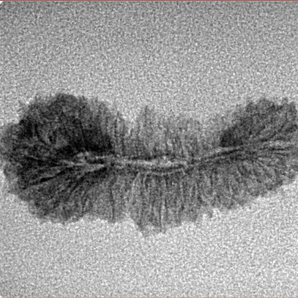 35 Mukhi Rudraksha 27.3mm 0.98gm - Inverse xray