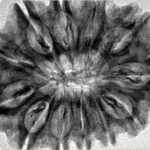 12 Mukhi Rudraksha 34.4mm 6.81gm - Inverse xray