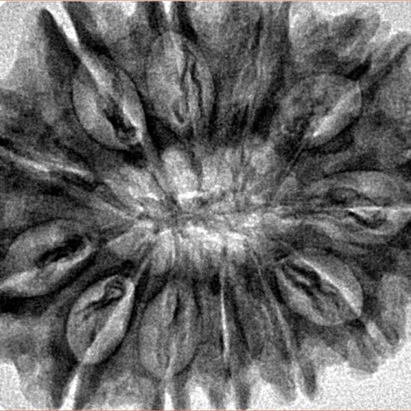 12 Mukhi Rudraksha 34.4mm 6.81gm - Inverse xray