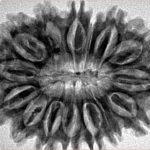 15 Mukhi Rudraksha 33.6mm 6.19gm - Inverse xray