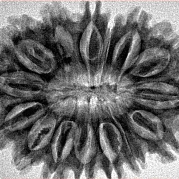 15 Mukhi Rudraksha 33.6mm 6.19gm - Inverse xray