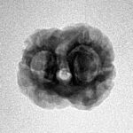 2 Mukhi Rudraksha 21.7mm 1.92gm - Inverse xray