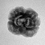 2 Mukhi Rudraksha 20.9mm 2gm - Inverse xray