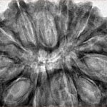 12 Mukhi Rudraksha 38mm 7.56gm - Inverse xray