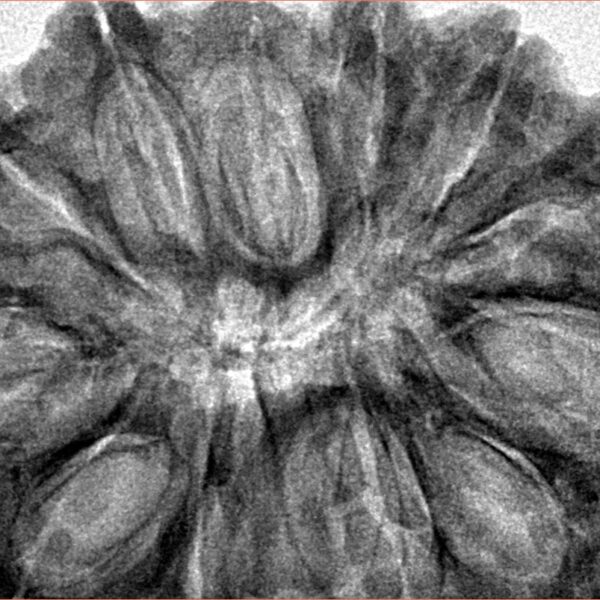 12 Mukhi Rudraksha 38mm 7.56gm - Inverse xray