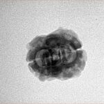 2 Mukhi Rudraksha 21.9mm 1.66gm - Inverse xray