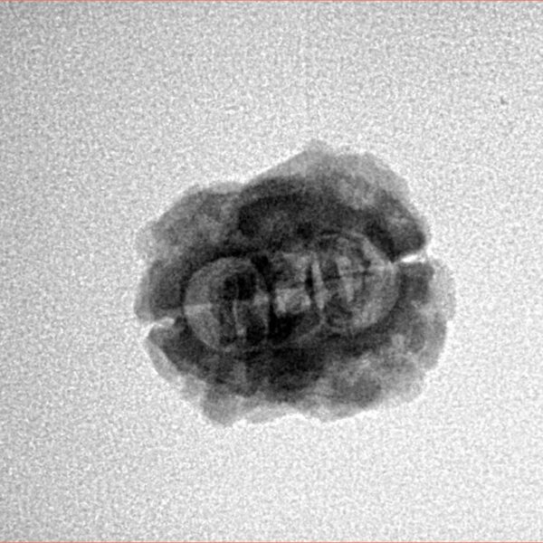 2 Mukhi Rudraksha 21.9mm 1.66gm - Inverse xray