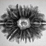 12 Mukhi Rudraksha 26.3mm 4.12gm - Inverse xray