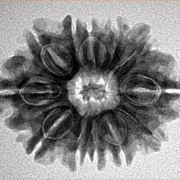 12 Mukhi Rudraksha 26.3mm 4.12gm - Inverse xray