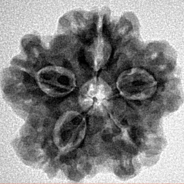 1MK(Underdeveloped) 22.8mm 3.82gm - Inverse xray