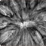 13 Mukhi Rudraksha 44.8mm 10.48gm - Inverse xray