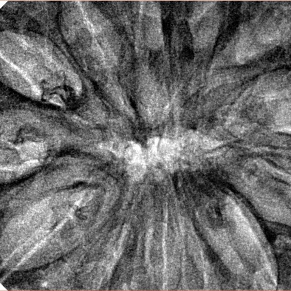 13 Mukhi Rudraksha 44.8mm 10.48gm - Inverse xray