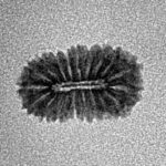 19 Mukhi Rudraksha 14.2mm 0.48gm - Inverse xray