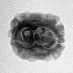 2 Mukhi Rudraksha 23.7mm 1.73gm - Inverse xray