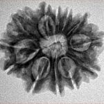 12 Mukhi Rudraksha 24.2mm 3.61gm - Inverse xray