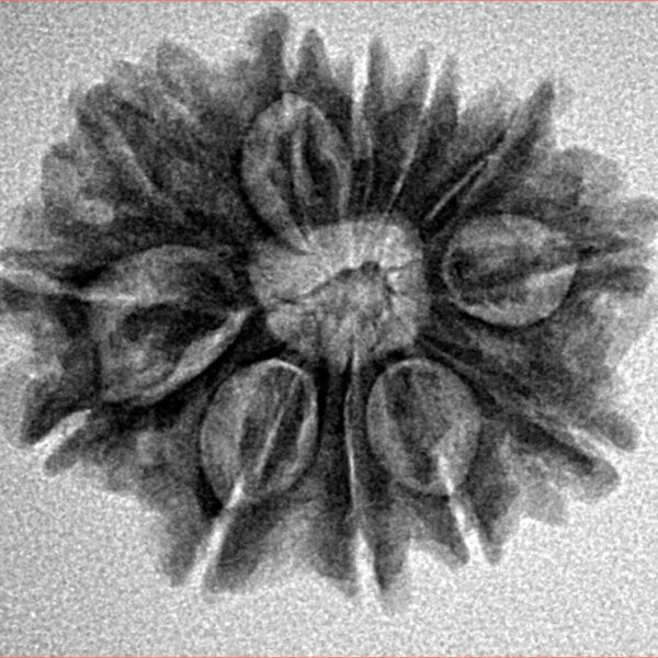 12 Mukhi Rudraksha 24.2mm 3.61gm - Inverse xray