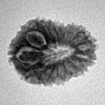 15 Mukhi Rudraksha 20.4mm 1.74gm - Inverse xray