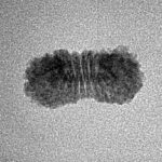 21 Mukhi Rudraksha 17.6mm 0.56gm - Inverse xray