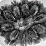 11 Mukhi Rudraksha 31.6mm 6.89gm - Inverse xray