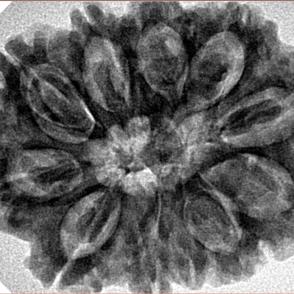 11 Mukhi Rudraksha 31.6mm 6.89gm - Inverse xray