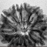 10 Mukhi Rudraksha 27.7mm 3.12gm - Inverse xray